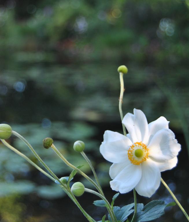 Cottage Les Quatre Saisons Giverny Camera foto